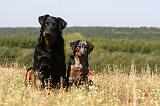 BEAUCERON - ADULTS and PUPPIES 043